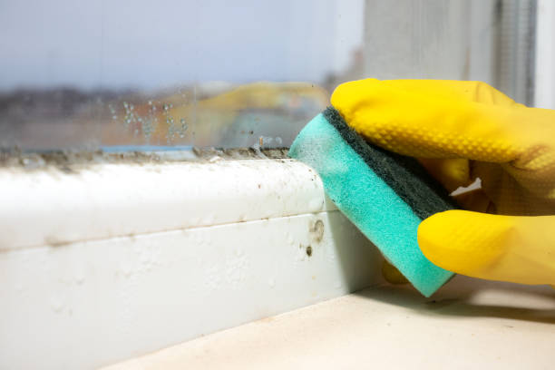 Best Mold Damage Repair  in Perkins, OK