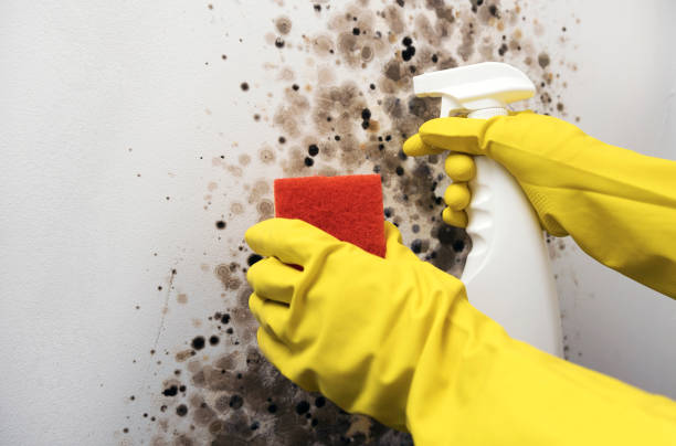 Best Black Mold Removal  in Perkins, OK