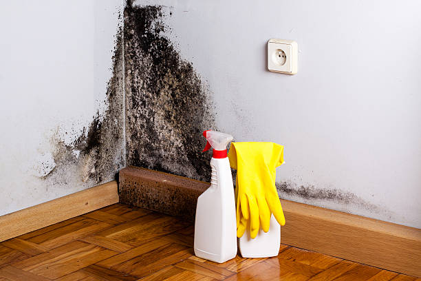 Reliable Perkins, OK Mold Removal Solutions