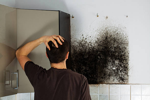Best Mold Remediation  in Perkins, OK